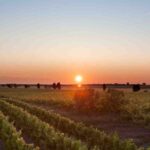 vigneti al tramonto Conti Zecca